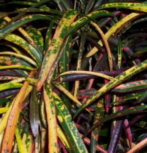 Croton Zanzibar (Codiaeum variegatum) from Bird of Paradise USA 08