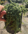 Pilea Depressa 'Baby Tears' - PlantologyUSA - 1 Gallon