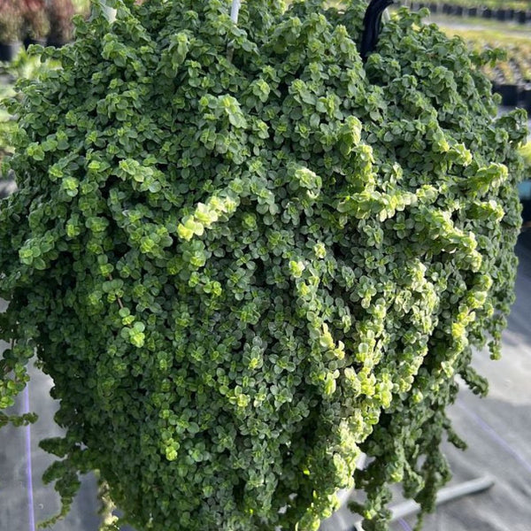 Pilea Depressa 'Baby Tears'