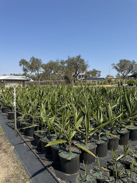 Pindo Palm, Jelly Palm (Butia Capitata) - Bird of Paradise USA - 3 Gallon