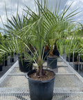 Pindo Palm, Jelly Palm (Butia Capitata) - Bird of Paradise USA - 5 Gallon