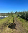Pindo Palm, Jelly Palm (Butia Capitata) - Bird of Paradise USA - 7 Gallon
