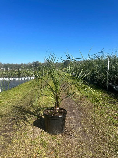 Pindo Palm, Jelly Palm (Butia Capitata) - Bird of Paradise USA - 7 Gallon