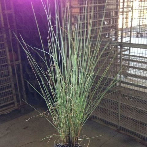 Pink Muhly Grass Muhlenbergia Capillaris, Gulf Coast Muhly Grass - Bird of ParadiseUSA - 3 Gallon