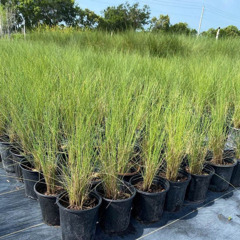 Pink Muhly Grass Muhlenbergia Capillaris, Gulf Coast Muhly Grass - Bird of ParadiseUSA - 3 Gallon