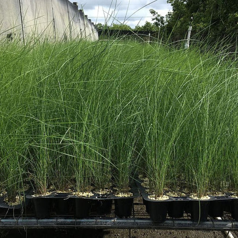 Pink Muhly Grass Muhlenbergia Capillaris, Gulf Coast Muhly Grass - Bird of ParadiseUSA - 3 Gallon