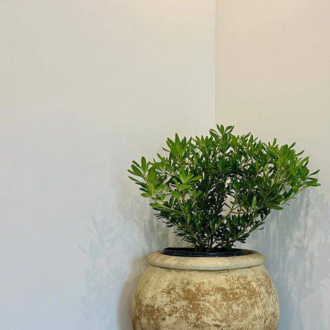 Pittosporum Green ( Pittosporum tobira 'Wheeleri') - PlantologyUSA - 3 Gallon