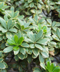 Pittosporum Varigated (Pittosporum tobira) - Bird of ParadiseUSA - Large 26"