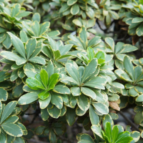 Pittosporum Varigated (Pittosporum tobira) - Bird of ParadiseUSA - Large 26"