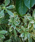 Pittosporum Varigated (Pittosporum tobira) - Bird of ParadiseUSA - Medium 12"