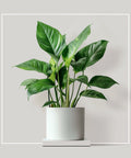 Plant Maintenance - Bird of Paradise USA - Basic