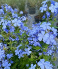 Plumbago Blue (Plumbago Auriculata 'Blue Escape') - Bird of ParadiseUSA - 3 gallon
