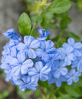 Plumbago Blue (Plumbago Auriculata 'Blue Escape') - Bird of ParadiseUSA - 3 gallon
