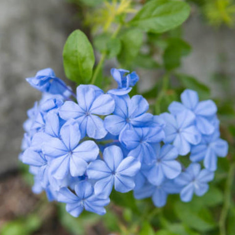 Plumbago Blue (Plumbago Auriculata 'Blue Escape') - Bird of ParadiseUSA - 3 gallon