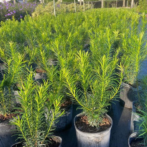 Podocarpus Maki (Podocarpus Macrophyllus 'Maki') - Bird of ParadiseUSA - 2.5-3.5 feet