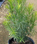 Podocarpus Maki (Podocarpus Macrophyllus 'Maki') - Bird of ParadiseUSA - 2.5-3.5 feet