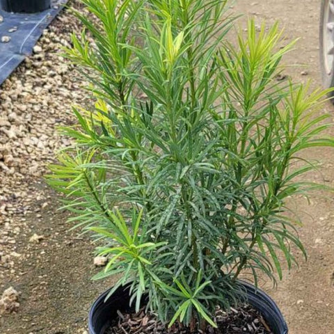 Podocarpus Maki (Podocarpus Macrophyllus 'Maki') - Bird of ParadiseUSA - 2.5-3.5 feet