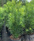 Podocarpus Maki (Podocarpus Macrophyllus 'Maki') - Bird of ParadiseUSA - 2.5-3.5 feet