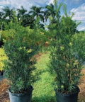 Podocarpus Maki (Podocarpus Macrophyllus 'Maki') - Bird of ParadiseUSA - 3.5-4.5 feet
