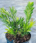 Podocarpus Pringles (Podocarpus pringlei) - Bird of ParadiseUSA - 2.5-3.5 feet