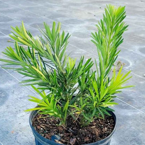 Podocarpus Pringles (Podocarpus pringlei) - Bird of ParadiseUSA - 2.5-3.5 feet