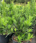 Podocarpus Pringles (Podocarpus pringlei) - Bird of ParadiseUSA - 3.5-4.5 feet