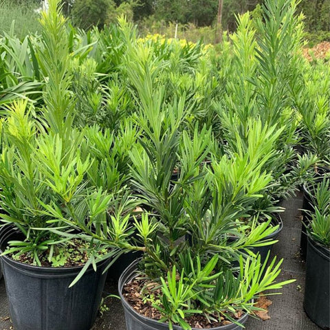 Podocarpus Pringles (Podocarpus pringlei) - Bird of ParadiseUSA - 3.5-4.5 feet
