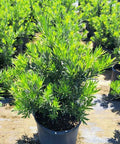 Podocarpus Pringles (Podocarpus pringlei) - Bird of ParadiseUSA - 3.5-4.5 feet