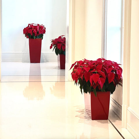 Poinsettia (Euphorbia pulcherrima) - PlantologyUSA - Large