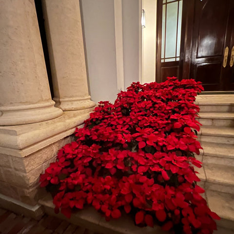 Poinsettia (Euphorbia pulcherrima) - PlantologyUSA - Large