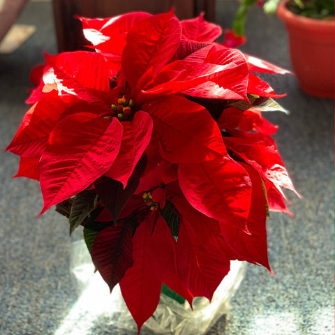 Poinsettia (Euphorbia pulcherrima) - PlantologyUSA - Large