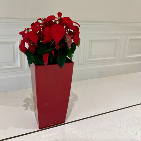 Poinsettia (Euphorbia pulcherrima) - PlantologyUSA - Large