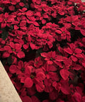 Poinsettia (Euphorbia pulcherrima) - PlantologyUSA - Large