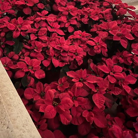 Poinsettia (Euphorbia pulcherrima) - PlantologyUSA - Large