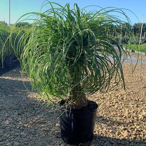 faux ponytail palm Ponytail Palm for Sale