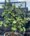 Portulacara Afra (Elephant Bush) - Bird of ParadiseUSA - 1 Gallon