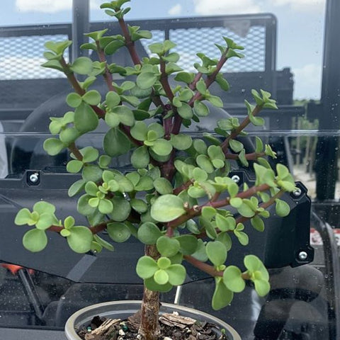 Portulacara Afra (Elephant Bush) - Bird of ParadiseUSA - 1 Gallon