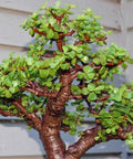 Portulacara Afra (Elephant Bush) - Bird of ParadiseUSA - 1 Gallon