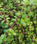 Portulacara Afra (Elephant Bush) - Bird of ParadiseUSA - 1 Gallon