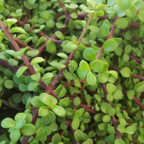 Portulacara Afra (Elephant Bush) - Bird of ParadiseUSA - 1 Gallon