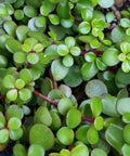 Portulacara Afra (Elephant Bush) - Bird of ParadiseUSA - 1 Gallon