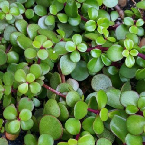 Portulacara Afra (Elephant Bush) - Bird of ParadiseUSA - 1 Gallon