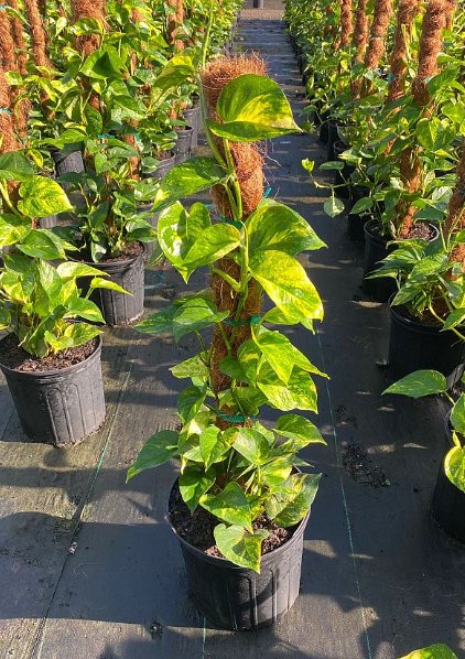 Pothos (Epipremnum aureum) - Bird of Paradise USA - 3 gallon