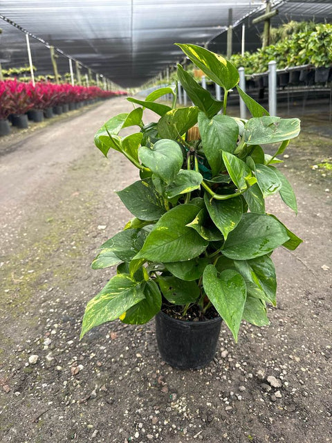 Pothos (Epipremnum aureum) - Bird of Paradise USA - Mediu