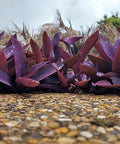 Purple Queen (Tradescantia Pallida Purpurea) - Bird of ParadiseUSA - Small