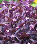 Purple Queen (Tradescantia Pallida Purpurea) - Bird of ParadiseUSA - Small