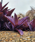 Purple Queen (Tradescantia Pallida Purpurea) - Bird of ParadiseUSA - Small