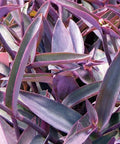 Purple Queen (Tradescantia Pallida Purpurea) - Bird of ParadiseUSA - Small