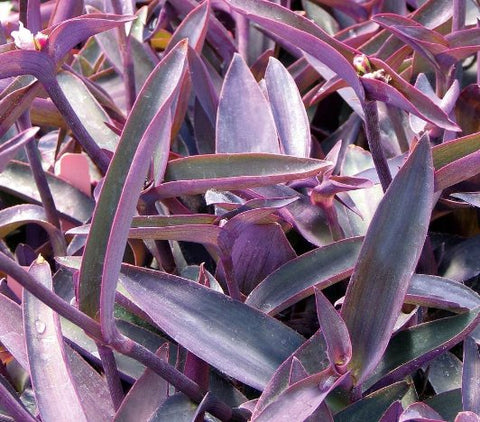 Purple Queen (Tradescantia Pallida Purpurea) - Bird of ParadiseUSA - Small