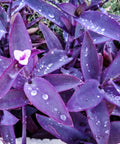 Purple Queen (Tradescantia Pallida Purpurea) - Bird of ParadiseUSA - Small